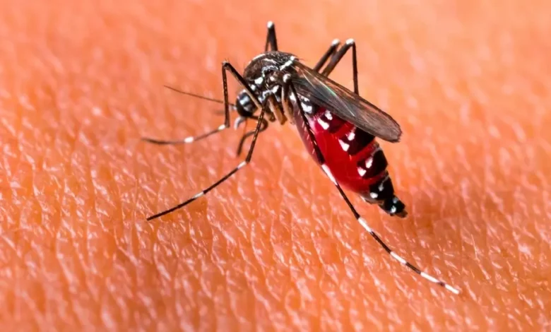 Dengue