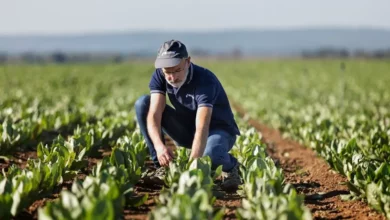 agronegócio como fomentador da economia brasileira em 2024