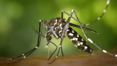 Mosquito da Dengue
