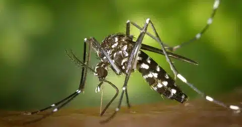 Mosquito da Dengue