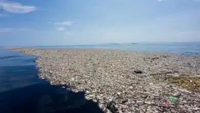 Poluição dos oceanos - Plástico