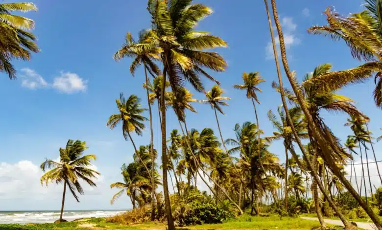 Ilha - A praia de Mayaro
