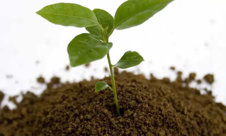 Pó de Café - Plantar